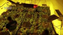 Cinco detenidos con 1.200 plantas de marihuana en cinco viviendas de Almería