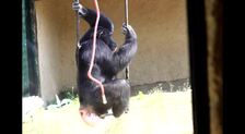 Muere Gina, la chimpancé sevillana de MundoPark que «era demasiado humana»