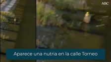 Aparece una nutria en la calle Torneo de Sevilla