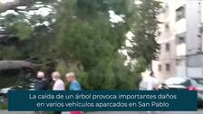 Cae un árbol de grandes dimensiones en el Polígono de San Pablo en Sevilla