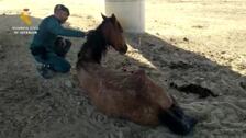 Investigado por maltrato animal el dueño de una yegua en «deplorables» condiciones en Alcalá de Guadaíra