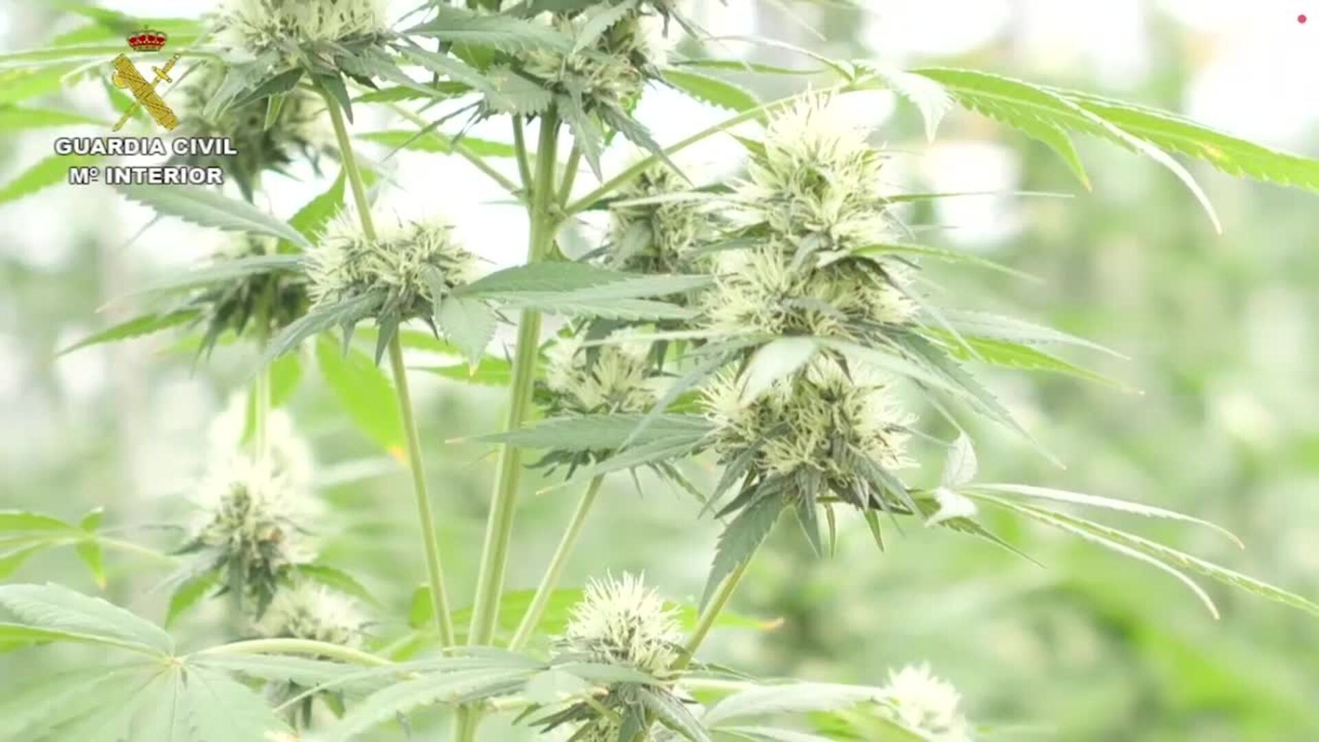 La Guardia Civi da por cerrada la operación «Acantha II» con once detenidos, varios de ellos en la localidad almeriense de Níjar