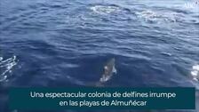 Una espectacular colonia de delfines irrumpe en las playas de Almuñécar