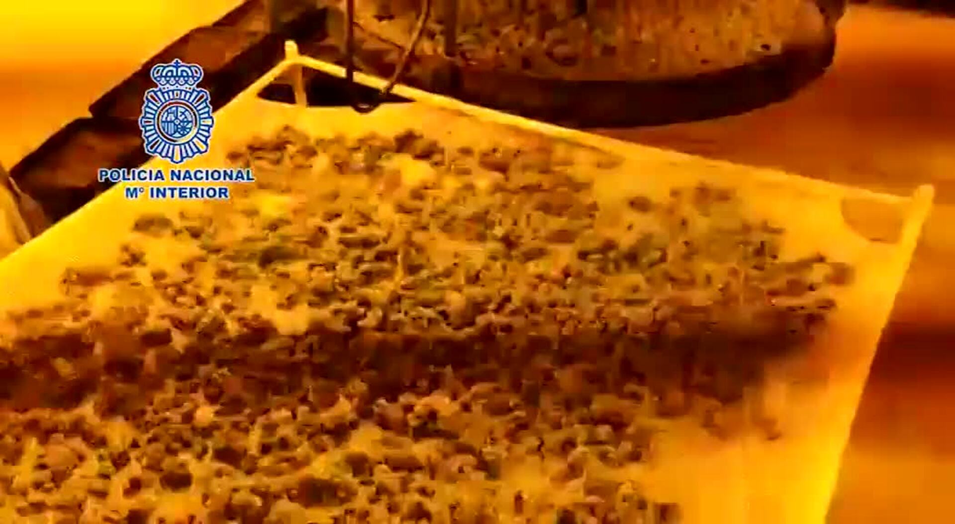 La marihuana, un negocio rentable y con fácil salida a Europa