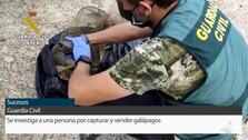 La Guardia Civil de La Rinconada investiga a una persona por capturar y vender galápagos