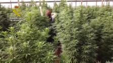 Golpe al engaño del cultivo de cáñamo en Almería con más de 125.000 plantas de marihuana