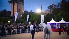 El Alcázar de los Reyes Cristianos acoge en octubre el Campeonato Nacional de Caballos Árabes