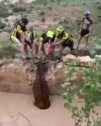 Se hace viral el vídeo de unos ciclistas rescatando un ciervo a punto de morir ahogado