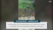 Mata a un gato a tiros desde su balcón en Huelva y sube el vídeo a las redes sociales