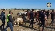 La Policía Local traslada seis caballos que deambulaban libres por Torreblanca