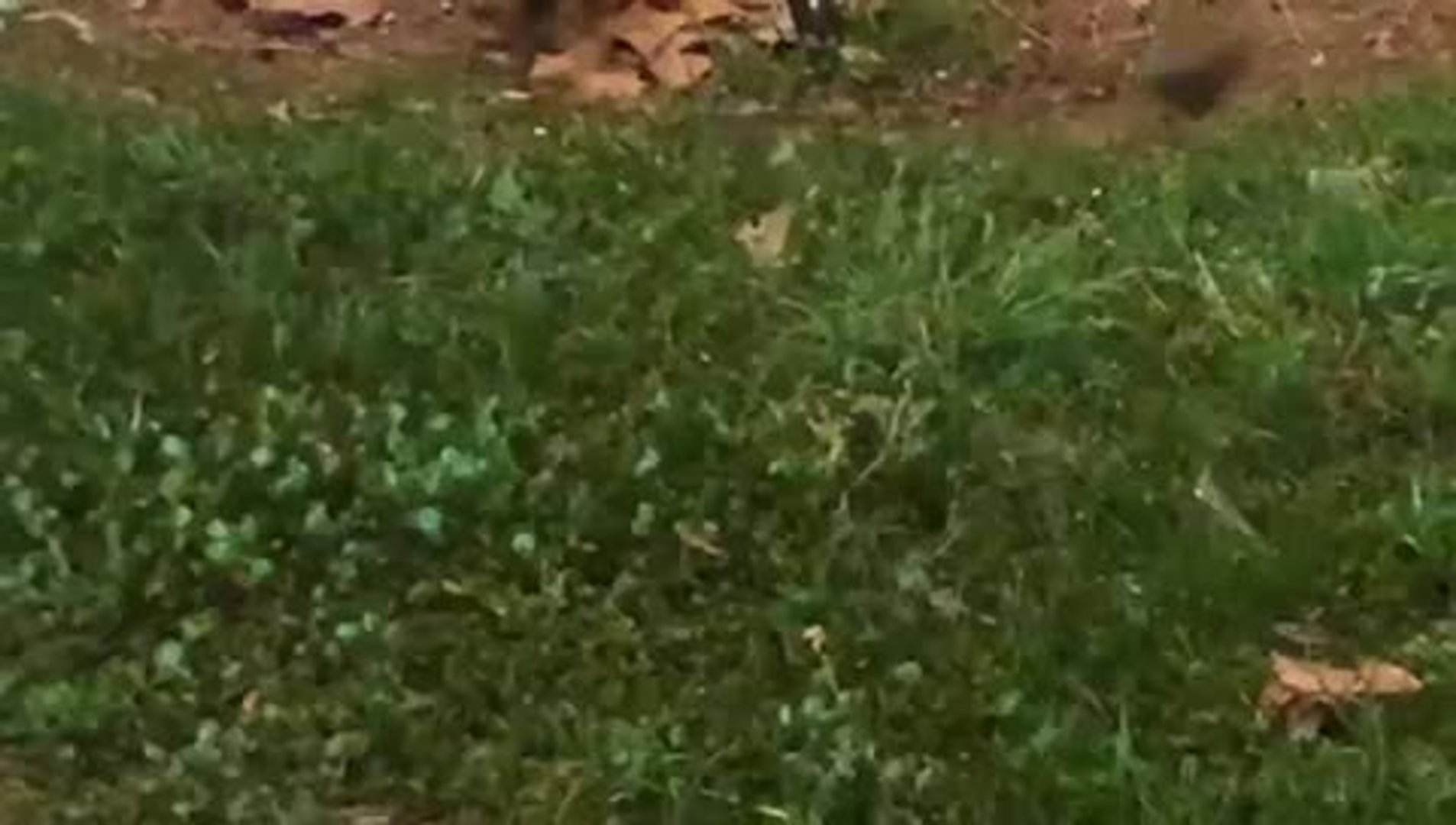 Ratas en Valencia | Plaga de ratas en el centro de Valencia | Las ...