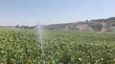 El calor marcará una semana en la que el riego será fundamental en los cultivos de Castilla y León