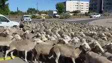 VÍDEO: Desfile de ovejas por Puerto Real camino de La Algaida