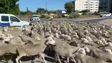 VÍDEO: Desfile de ovejas por Puerto Real camino de La Algaida