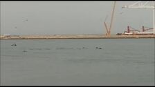 Vídeo: Los delfines se acercan a la Bahía de Cádiz