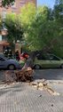 Otro árbol de grandes dimensiones cae a plomo en la barriada de la Paz en Cádiz