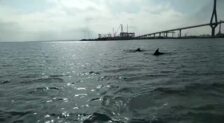 VÍDEO: Un grupo de delfines visita Cádiz capital
