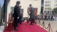 Roger, el perro de la Guardia Civil de Cádiz experto en detectar tabaco de contrabando y droga, reconocido por su servicio