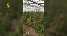 Oculta 4.500 plantas de marihuana en Chipiona asegurando que se trata de producto para el sector del cáñamo industrial