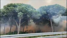 Los trabajadores de Airbus Puerto Real rechazan el incendio de Río San Pedro pero se ofrecen para repoblar el pinar
