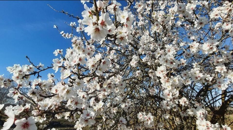 5 lugares para ver almendros en flor en Madrid