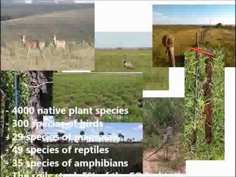 Land use change and ecosystem service provision in Pampas and Campos  grasslands of southern South America - IOPscience