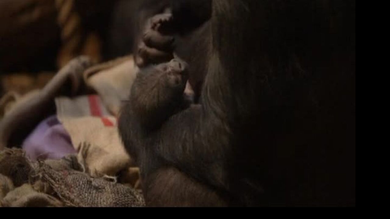 Londra, le tenere immagini del baby gorilla con la mamma