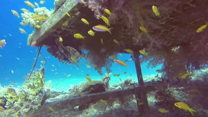 Global warming: scacco matto dai coralli resilienti del Mar Rosso - Il Sole  24 ORE