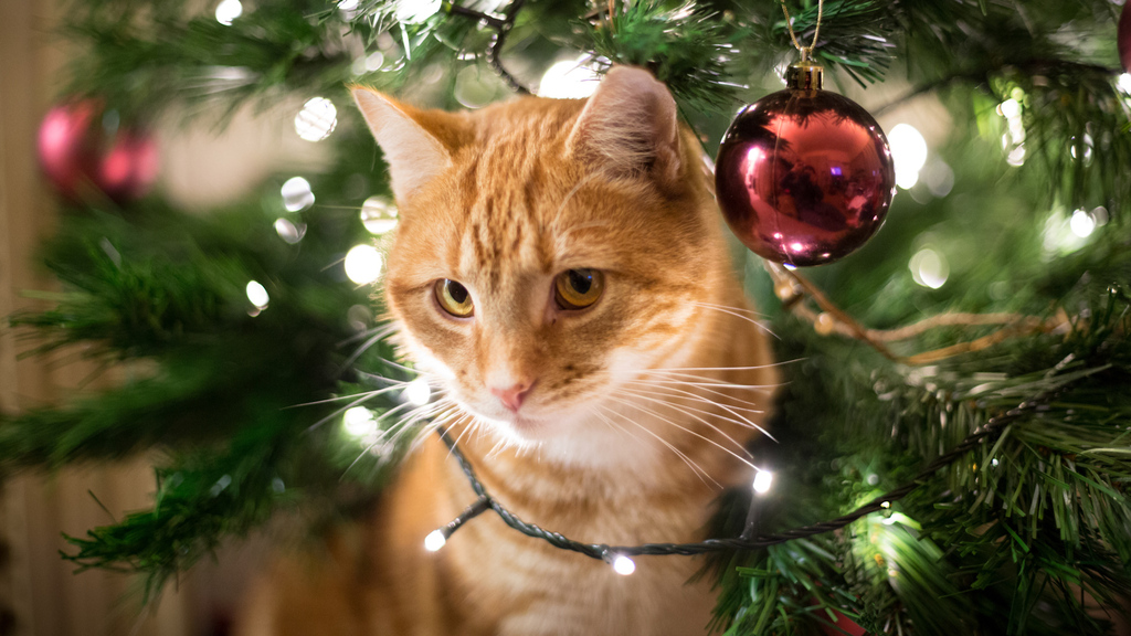 Dein Büsi und Weihnachten: Mit diesen Tipps übersteht ihr gefahrlos die Festtage