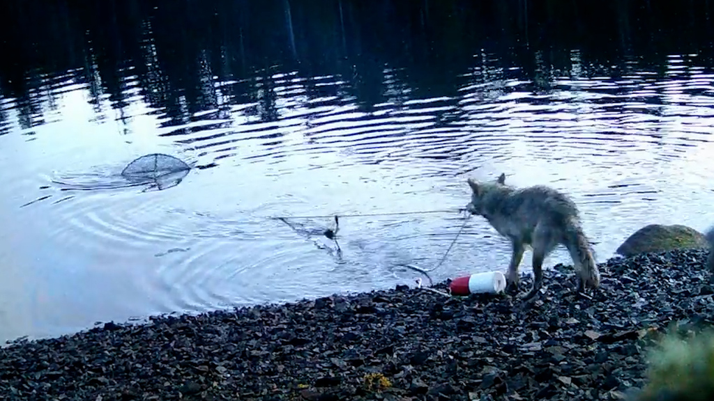 Wissenschaft staunt: Wolf klaut Fische mit cleverer Methode