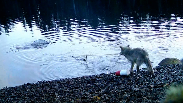 Wissenschaft staunt: Wolf klaut Fische mit cleverer Methode