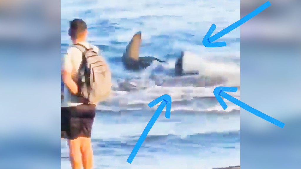 Alarm auf spanischer Insel // Video zeigt Hai an Ufer von Ferienstrand