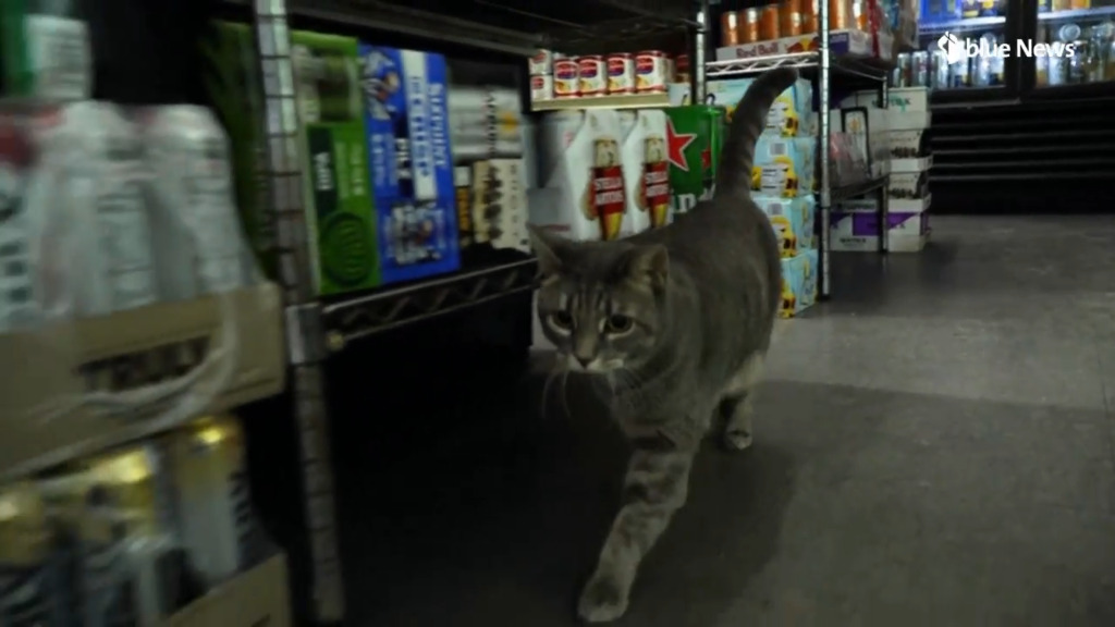 New York veut légaliser ses bodega cats