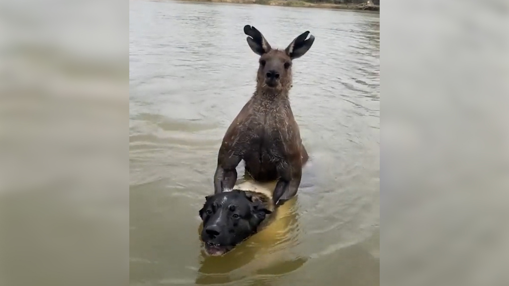 Beuteltier-Attacke: Känguru will Hund ertränken und kriegt's mit dem Herrchen zu tun