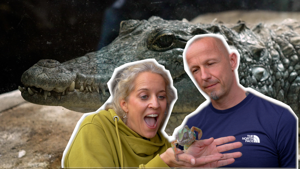 Krokodil über dem Wohnzimmer: Der wohl ungewöhnlichste Tierexperte der Schweiz