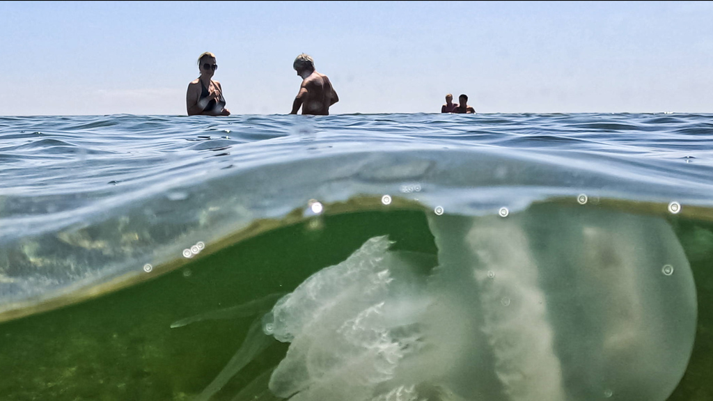 Quale medusa ti ha tormentato quest'anno al mare?