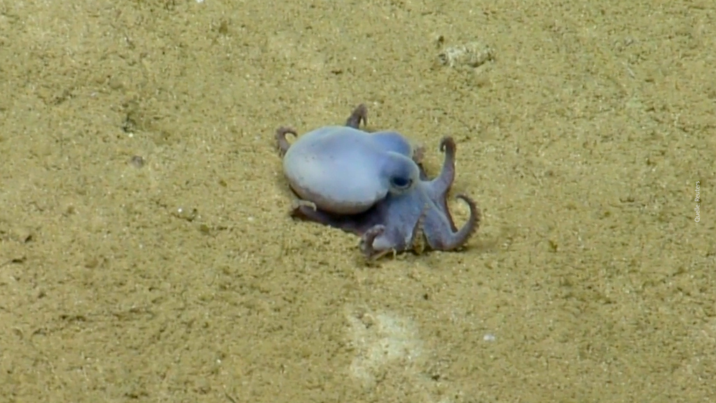 Neue Spezies entdeckt: Blauer Mini-Oktopus vor den Galápagos-Inseln verblüfft Forschende