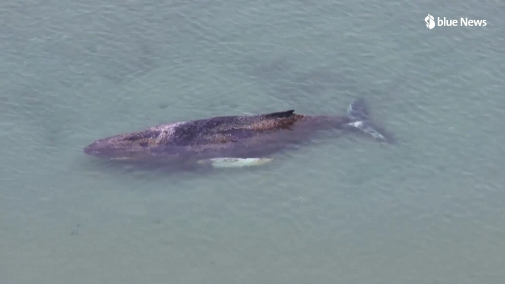  Une baleine à bosse en détresse sur la côte allemande