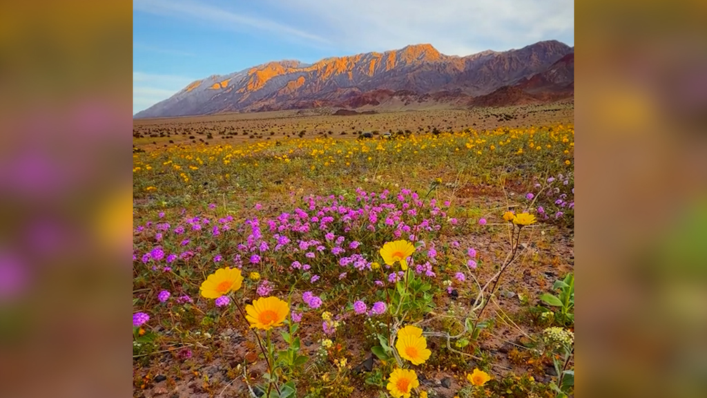 Farbenpracht im Death Valley - Blüten bedecken dürresten Ort der USA