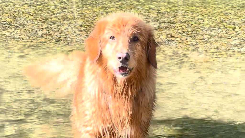Toller Chitto: Zürcher Hund geht wegen Gesang viral