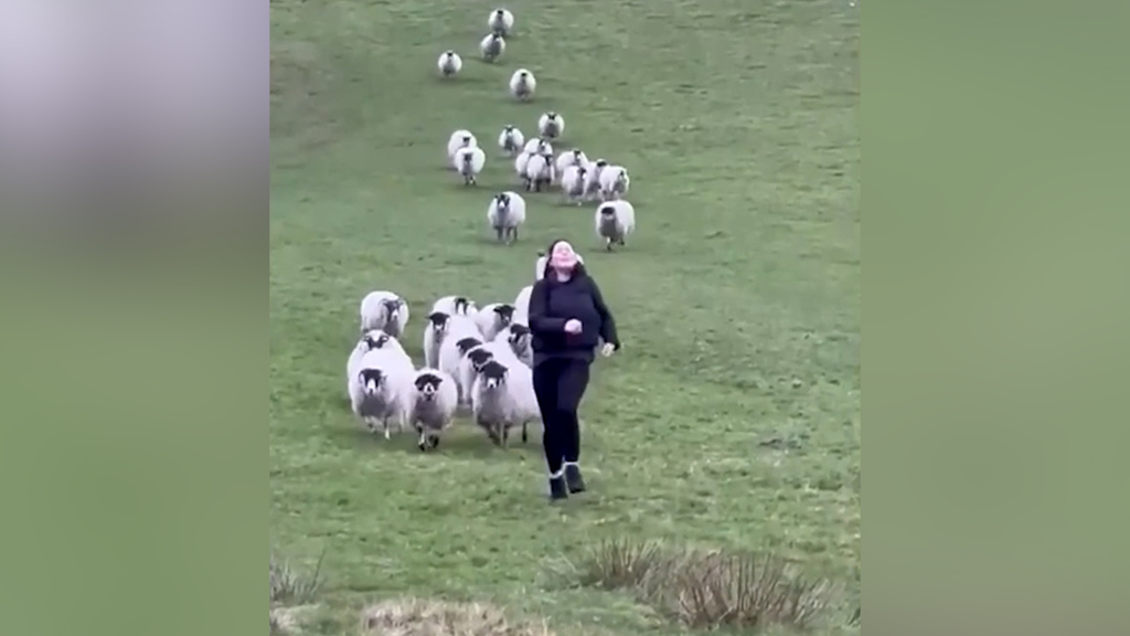 Verfolgungsjagd oder Wettrennen? Britin flüchtet vor Schafherde