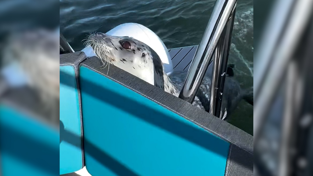 Dramatische Szene: Robbe flieht aufs Boot, weil Orcas sie jagen