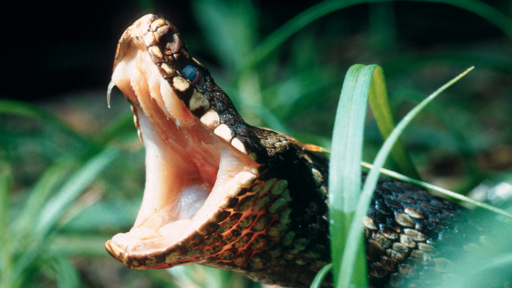 Obacht: Diese Schlangen in der Schweiz sind giftig – und jene harmlos