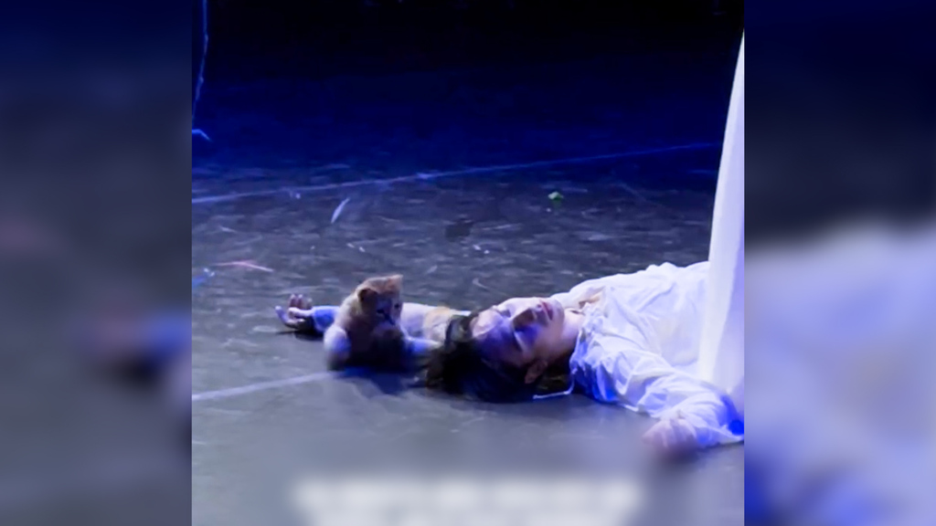 Ballettaufführung «Romeo und Julia Büsi: spielt auf der Bühne mit «Romeos» Haaren