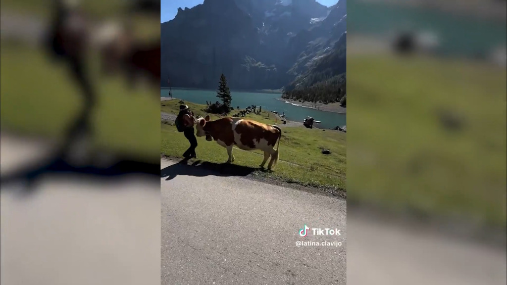 Mucca attacca influencer