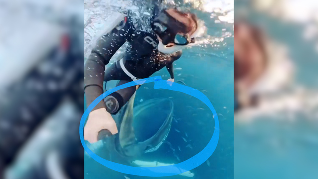 Spektakuläres Video : Blauwal schnappt hinter Taucherin zu