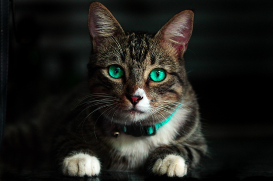 A quel point votre chat vous comprend-il ?