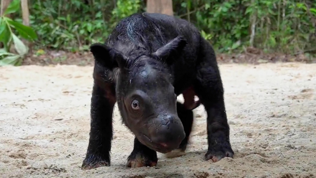 Nur noch 80 Tiere am Leben: Extrem seltenes Sumatra-Nashorn in Indonesien geboren