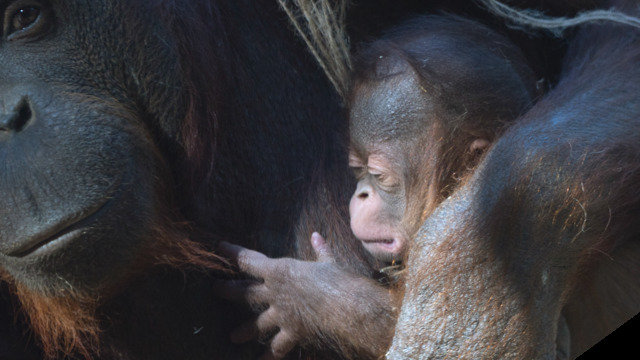 Seltene Baby-News – Orang-Utan-Baby im Zoo – dieser Nachwuchs ist eine kleine Sensation