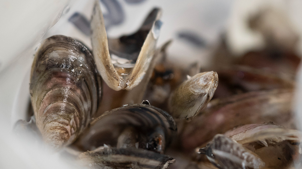 Kampf gegen invasive Art // Quaggamuschel zwingt Kanton Zürich zu Massnahme für Böötler